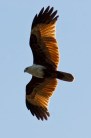 800px-Eagle_Flying_full_wings_open