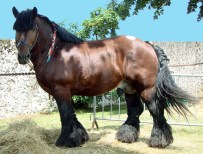 awesome horse