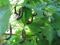 beans on the vine