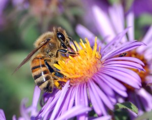 bee pollinating a flower