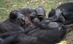 bonobo_group_hug