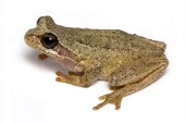 Brown_Tree_Frog