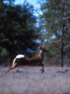 Deer Running