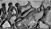 Egyptian Ox Sacrifice