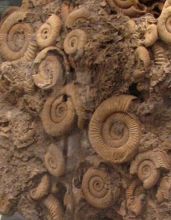 fossils of sea creatures