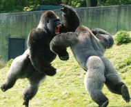 gorilla fight
