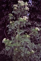 Hemlock Poison of Socrates