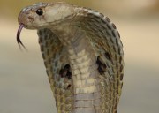 Indian cobra head