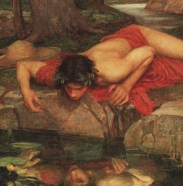 narcissus