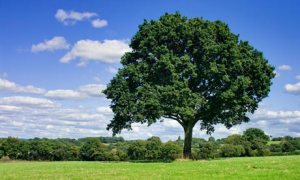 Oak Tree in Clearing
