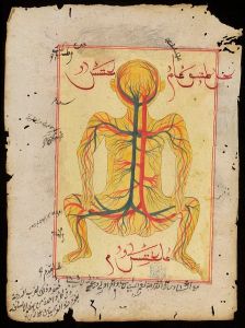Ottoman diagram of arteries and veins