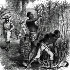 plantation slave labor