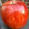 red apple