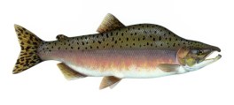 Salmon