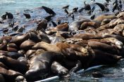 sea lion pile