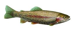 trout fish