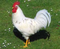 white rooster