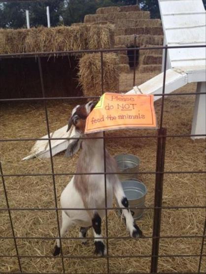 goat eats sign