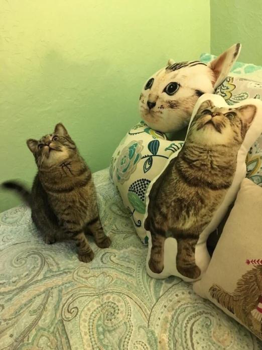 hyperreal cat pillow