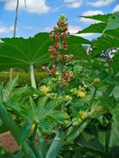 flowering plant