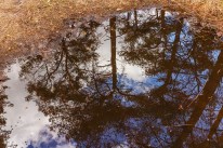 puddle reflection