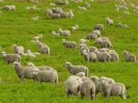 sheep in field