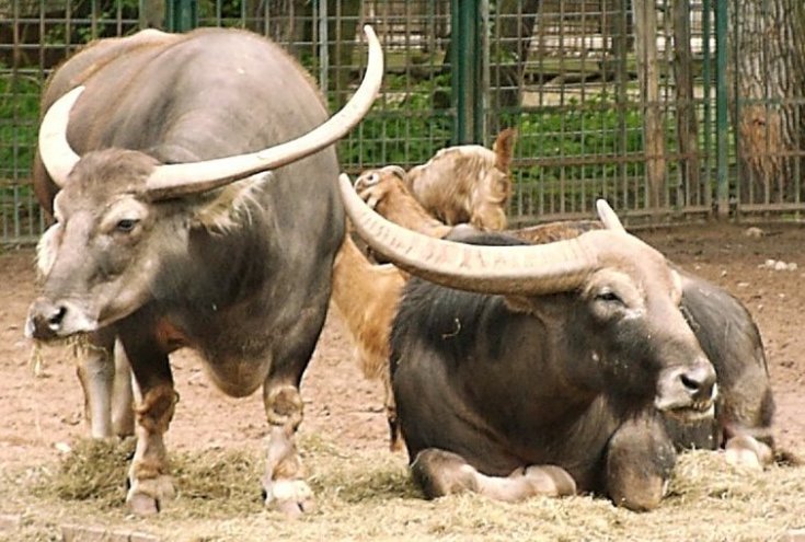 Two Water Buffalo